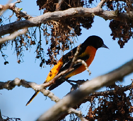 Northern Oriole